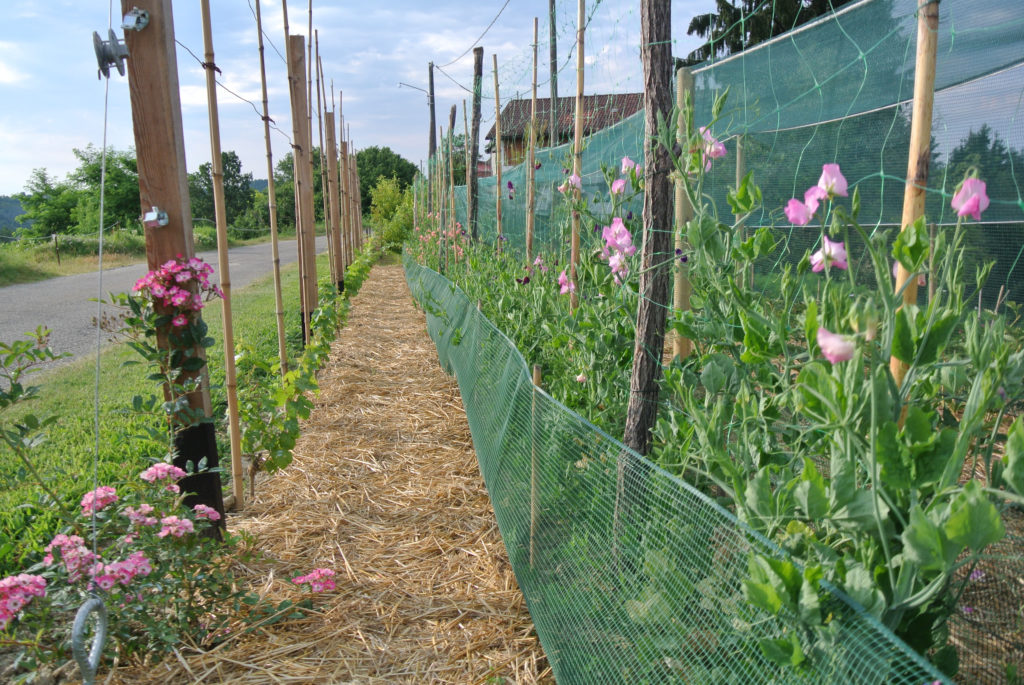 Viale Flower Farm