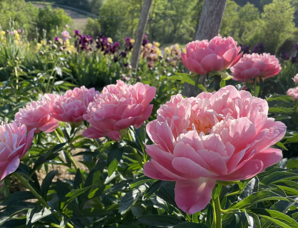 Campo di peonie