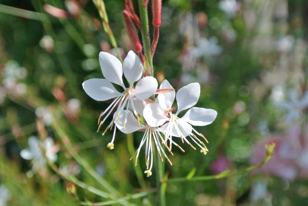 Gaura