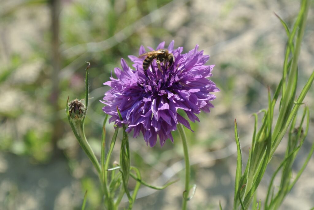 Fiordaliso viola varietà fiori di campo