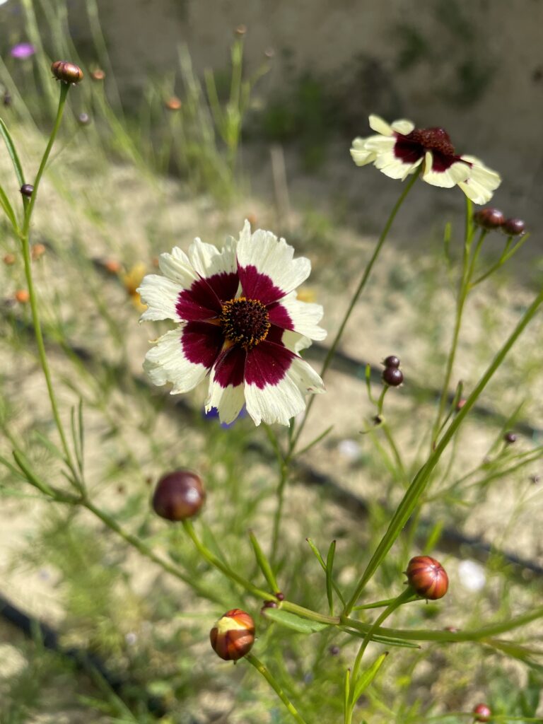 Coreopsis