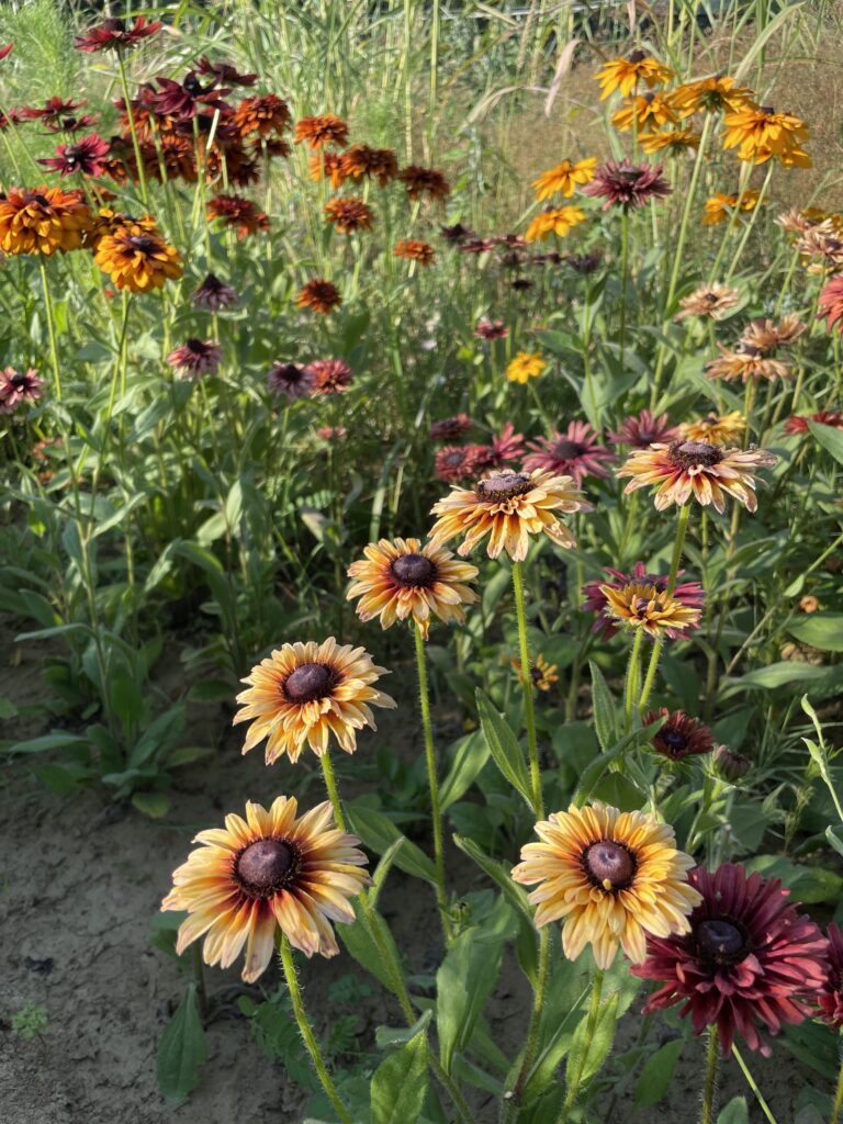 Rudbeckia