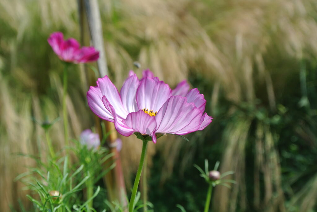 Cosmos