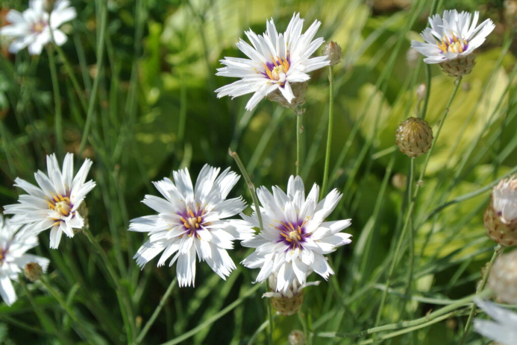 Catananche