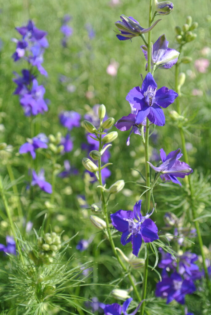 Delphinium varietà fiori di campo