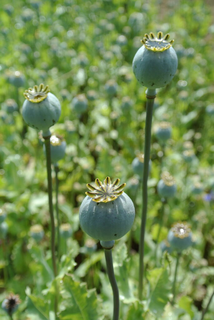 Capsula di papavero varietà fiori di campo