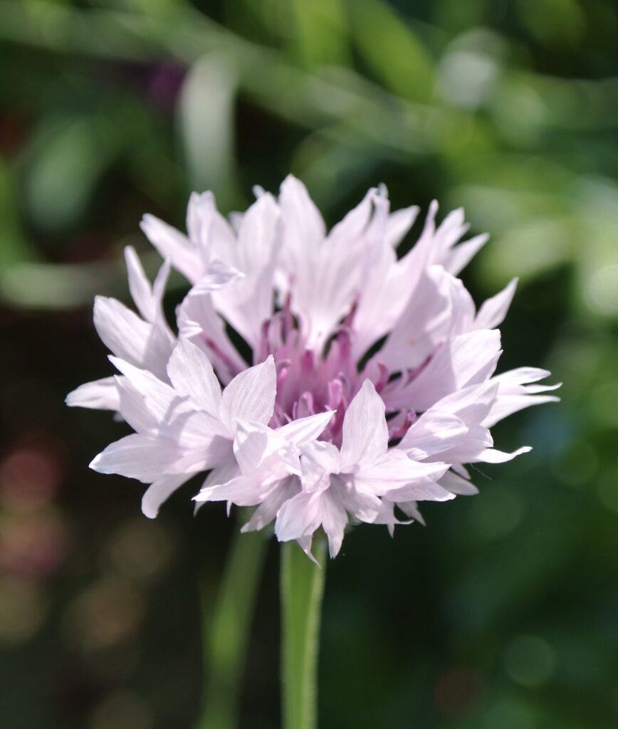 Fiordaliso rosa varietà fiori di campo