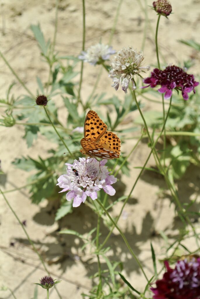 Scabiosa fiori di campo